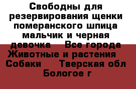 Свободны для резервирования щенки померанского шпица мальчик и черная девочка  - Все города Животные и растения » Собаки   . Тверская обл.,Бологое г.